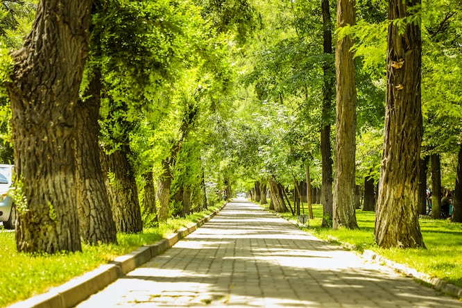 Elm Grove in Bishkek